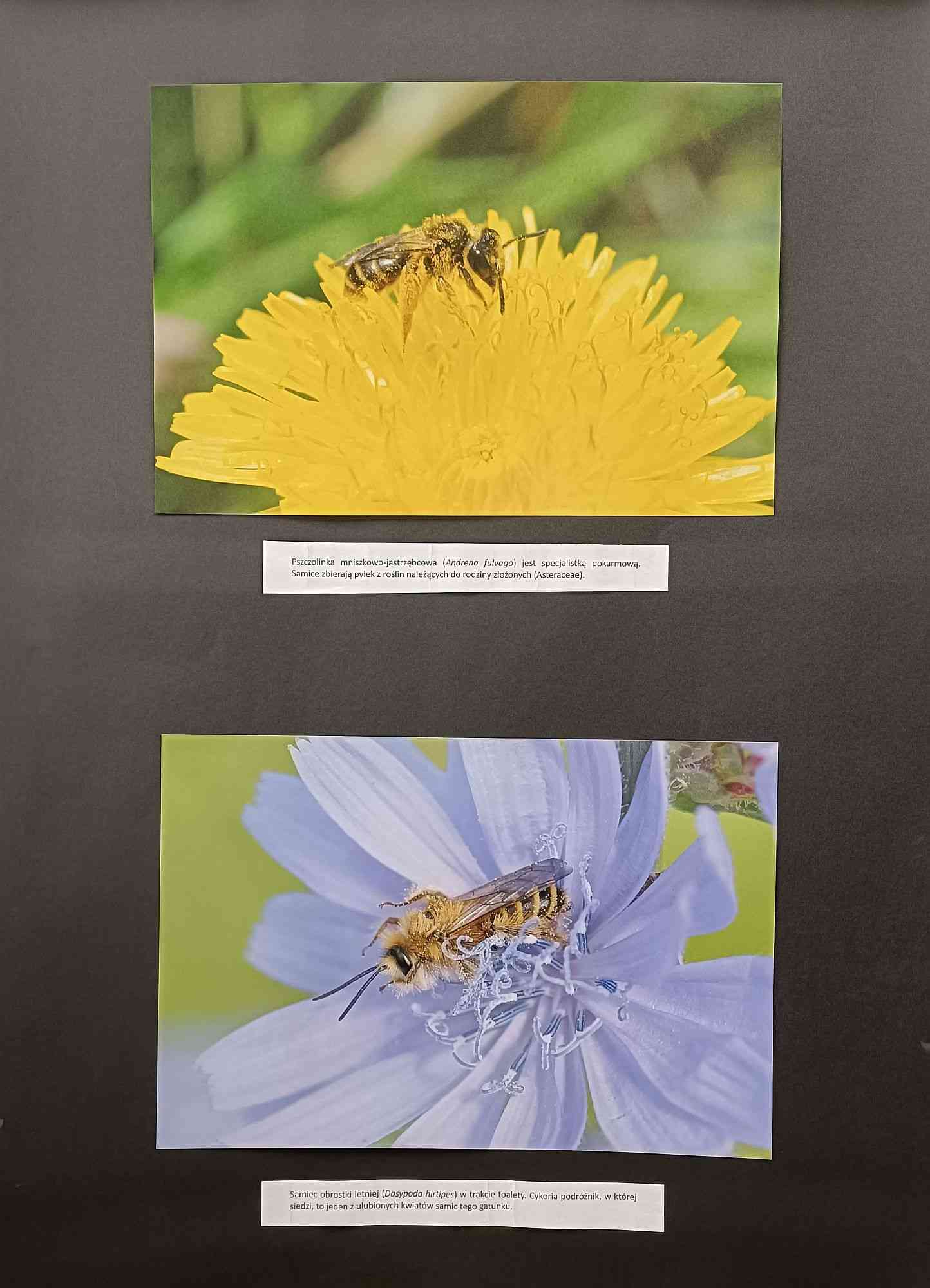 Wystawa fotografii Justyny Kierat "Dzikie pszczoły"