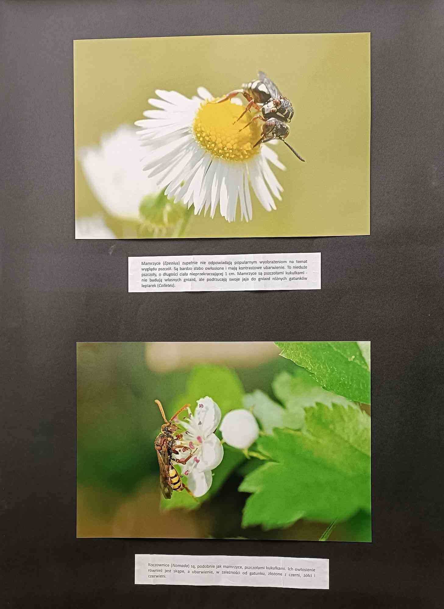 Wystawa fotografii Justyny Kierat "Dzikie pszczoły"