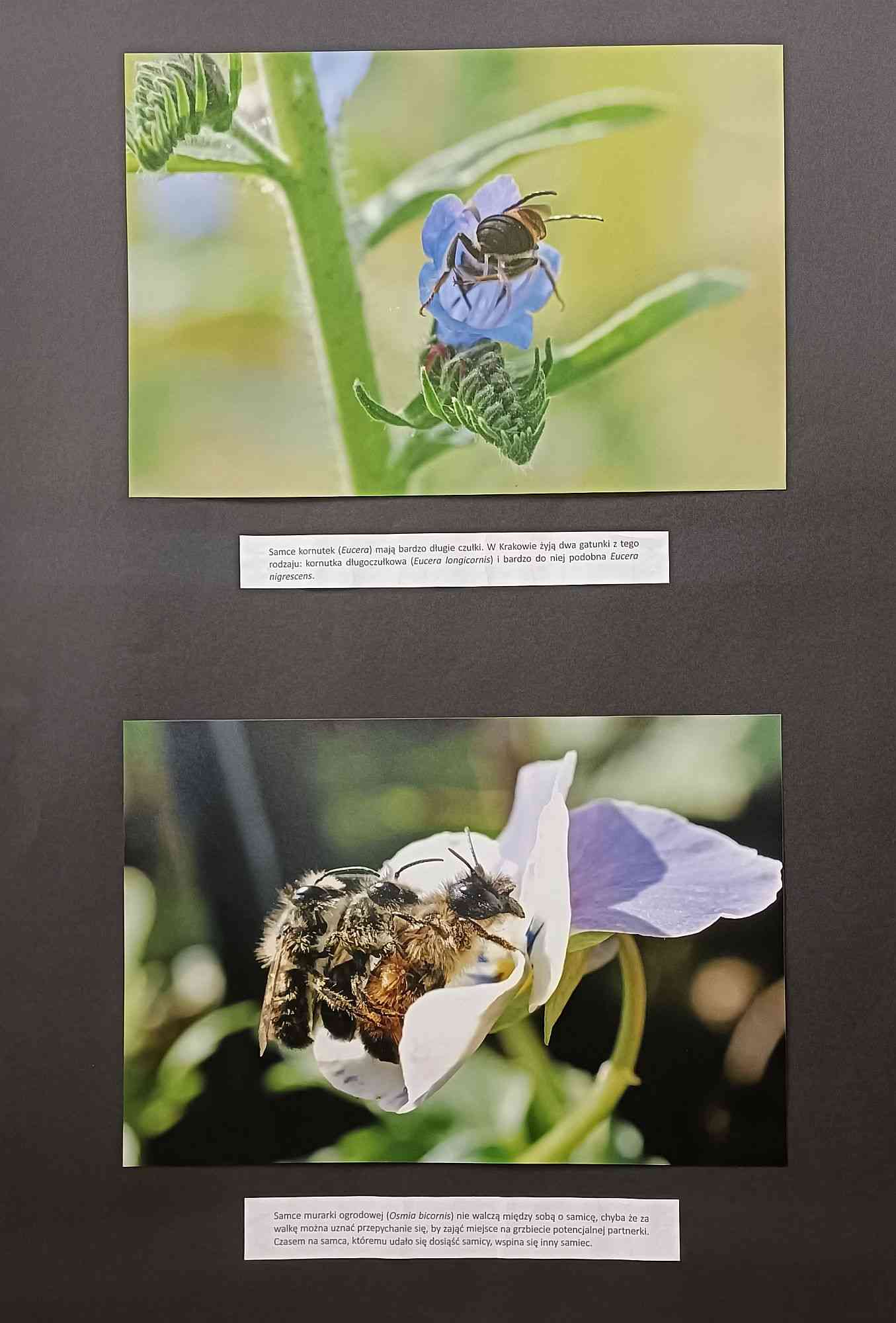Wystawa fotografii Justyny Kierat "Dzikie pszczoły"