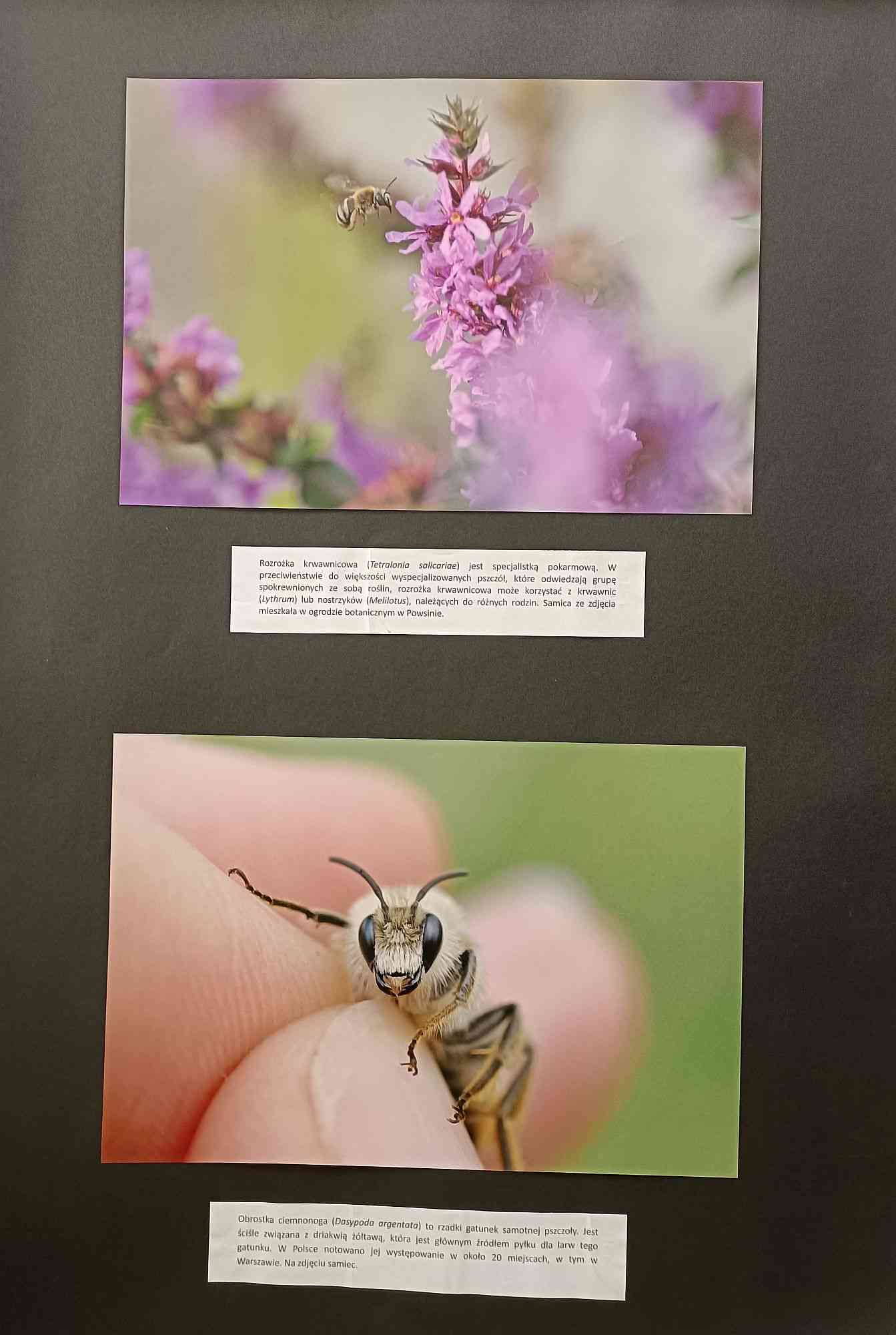 Wystawa fotografii Justyny Kierat "Dzikie pszczoły"