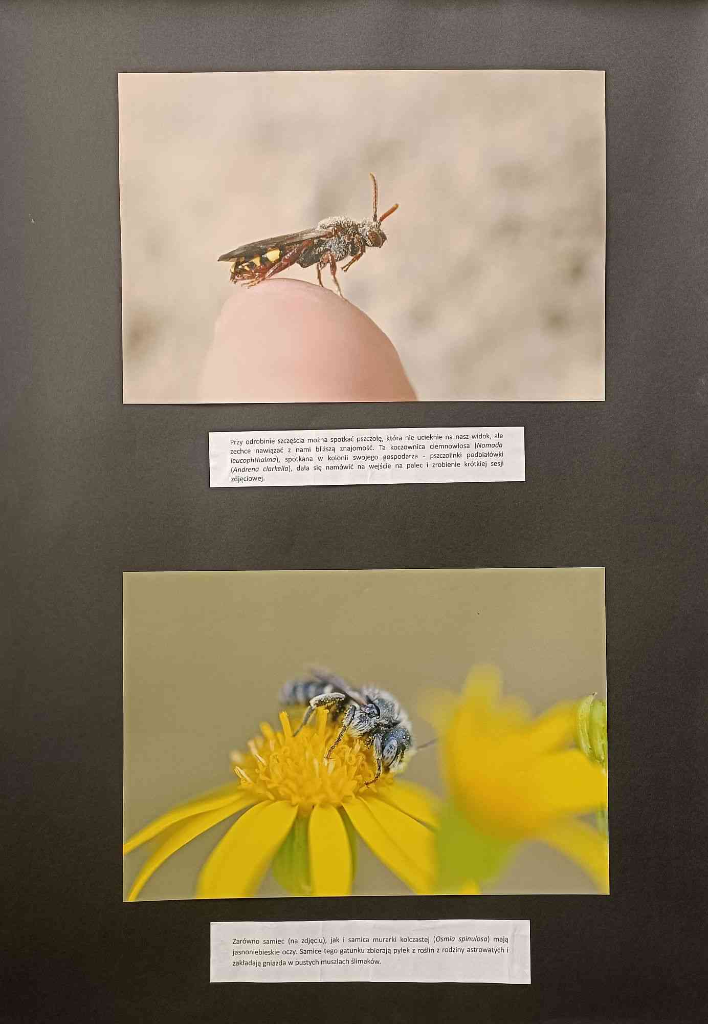 Wystawa fotografii Justyny Kierat "Dzikie pszczoły"